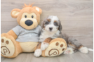 Cute Mini Bernedoodle Baby