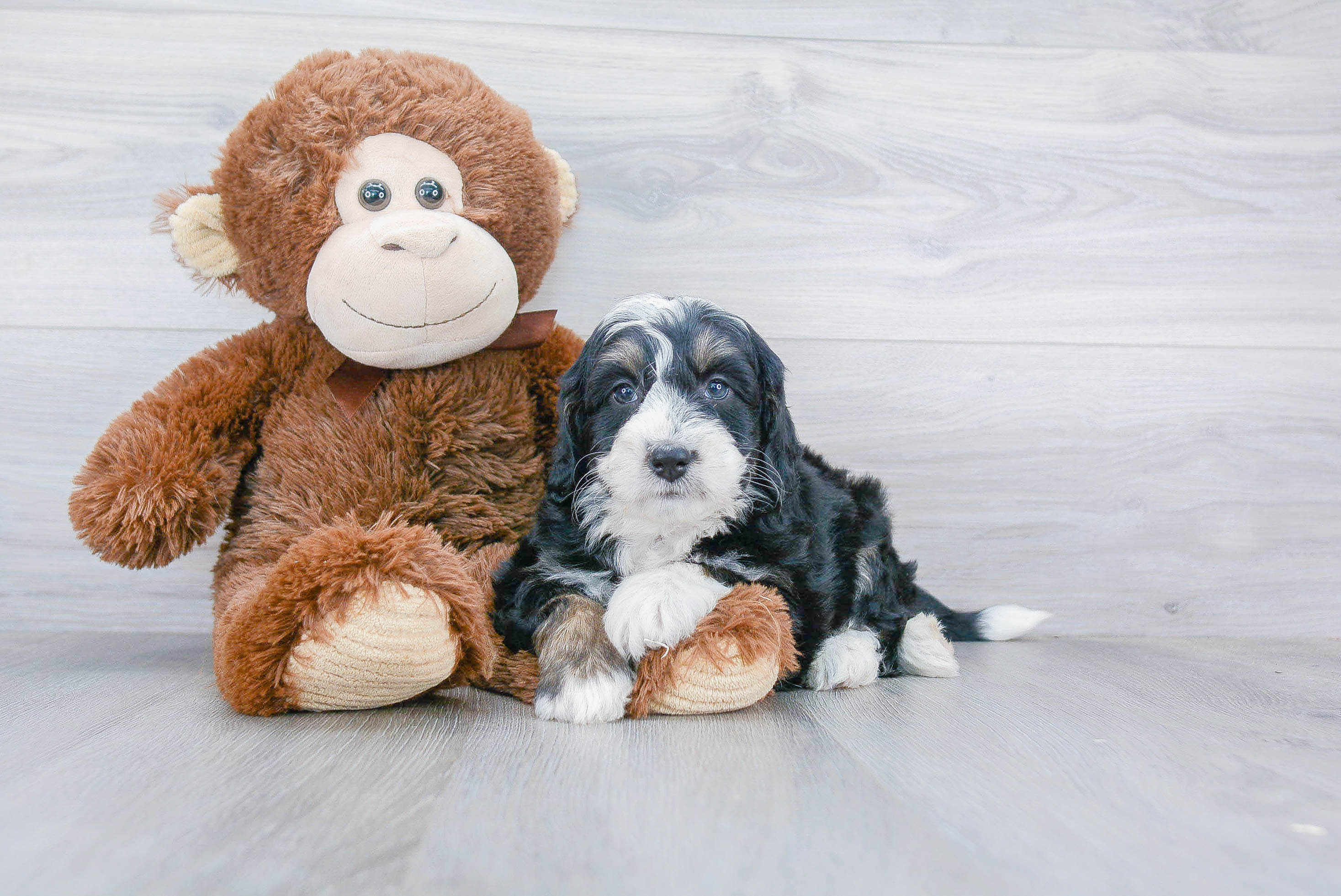 Mini Bernedoodle Puppy for Adoption