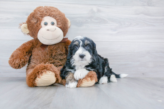 Mini Bernedoodle Puppy for Adoption