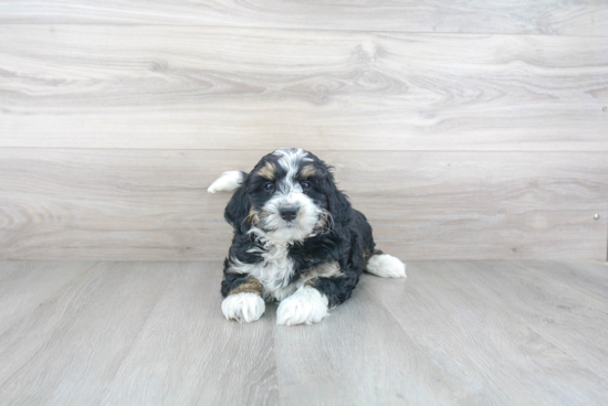 Mini Bernedoodle Puppy for Adoption