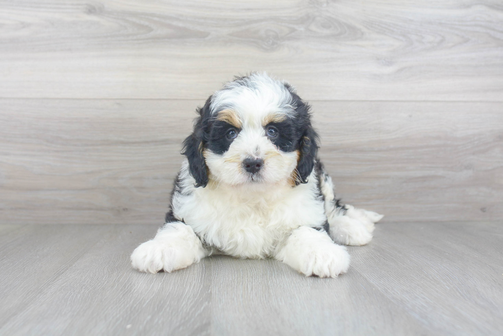 Best Mini Bernedoodle Baby