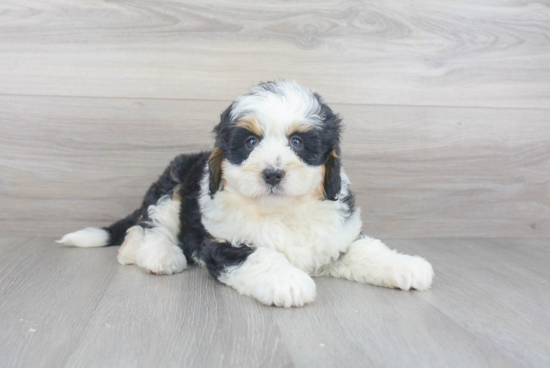 Best Mini Bernedoodle Baby