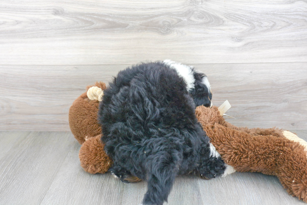 Mini Bernedoodle Pup Being Cute