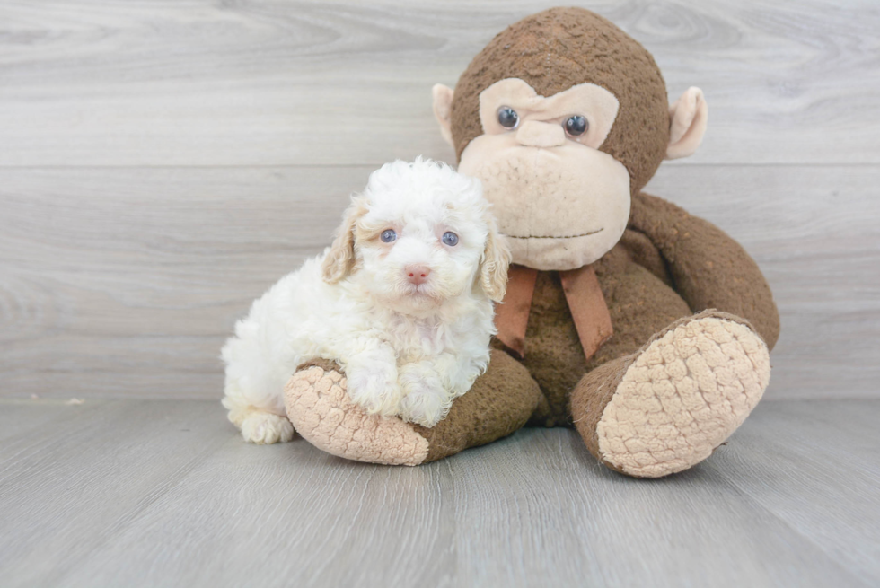 Small Mini Bernedoodle Baby