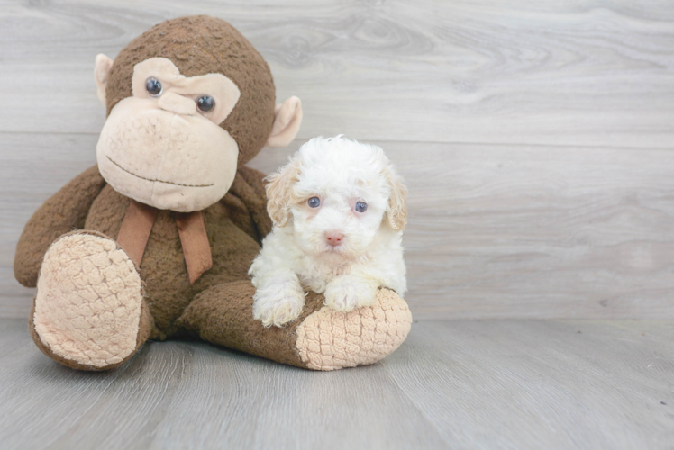 Mini Bernedoodle Puppy for Adoption