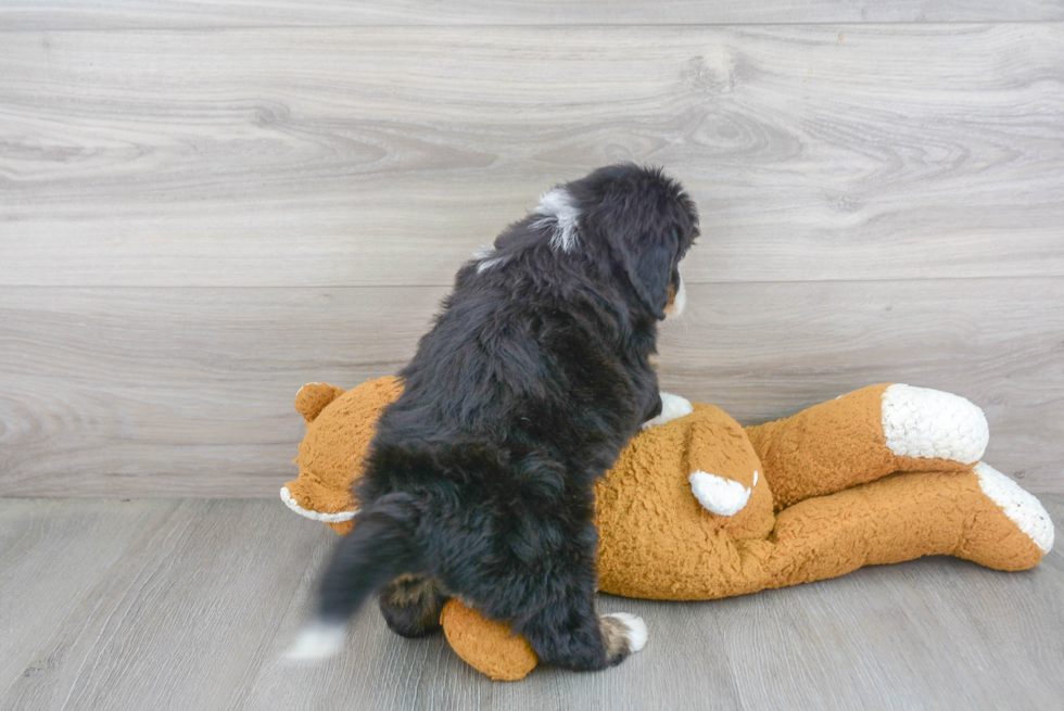 Happy Mini Bernedoodle Baby