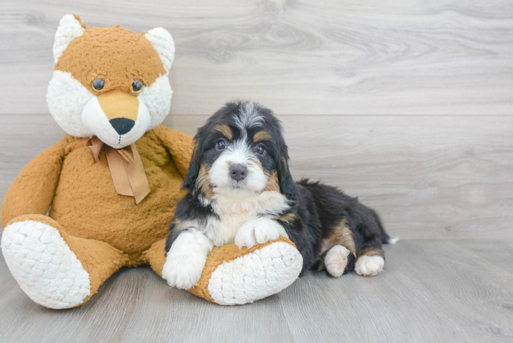 Mini Bernedoodle Puppy for Adoption