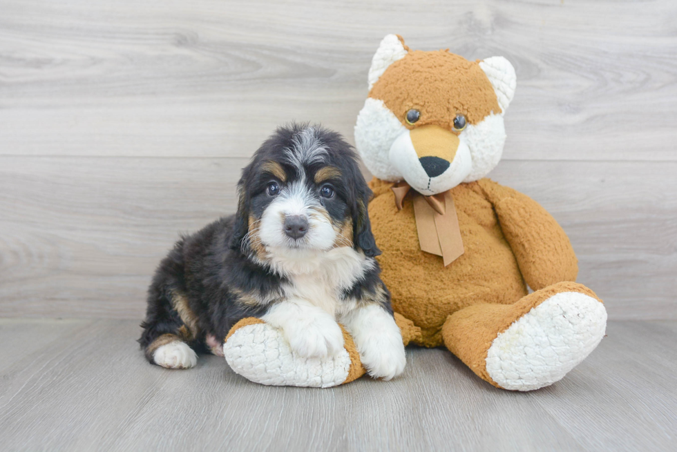 Smart Mini Bernedoodle Poodle Mix Pup