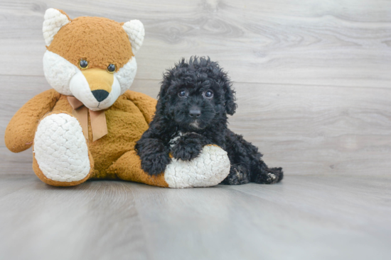 Fluffy Mini Bernedoodle Poodle Mix Pup