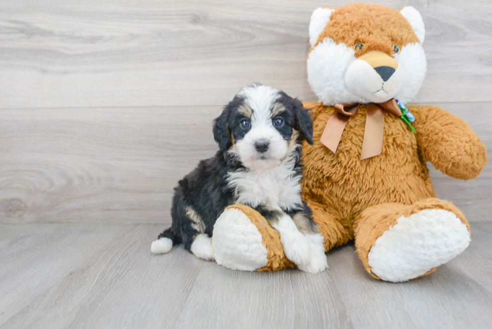 Cute Mini Bernedoodle Baby