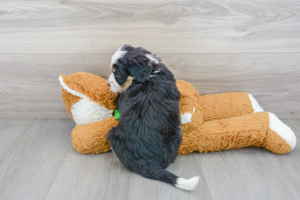 Best Mini Bernedoodle Baby