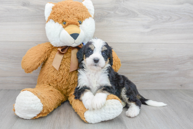 Adorable Bernadoodle Poodle Mix Puppy