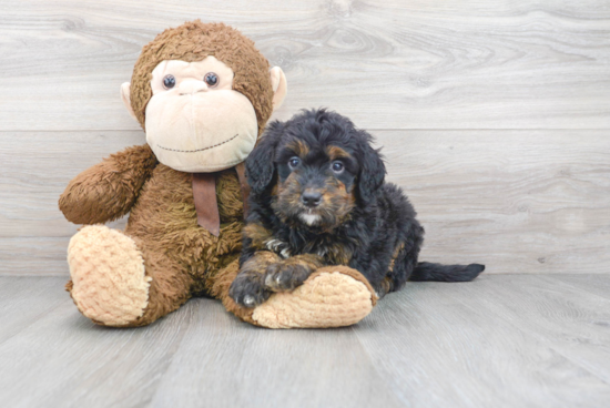 Adorable Bernadoodle Poodle Mix Puppy