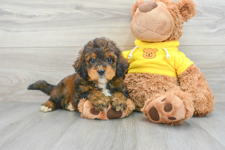 Funny Mini Bernedoodle Poodle Mix Pup