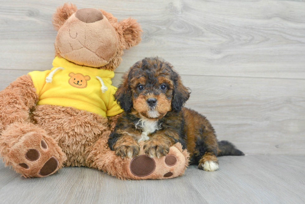 Best Mini Bernedoodle Baby