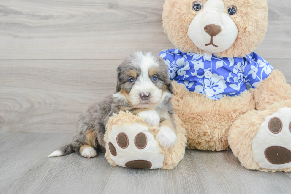 Fluffy Mini Bernedoodle Poodle Mix Pup