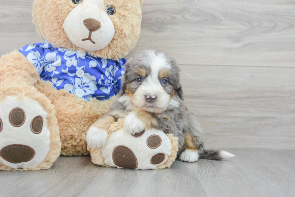 Adorable Mini Berniedoodle Poodle Mix Puppy