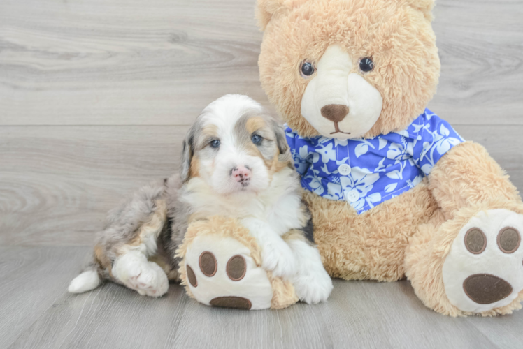 Mini Bernedoodle Pup Being Cute