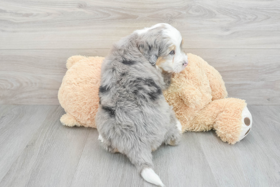 Hypoallergenic Mini Berniedoodle Poodle Mix Puppy