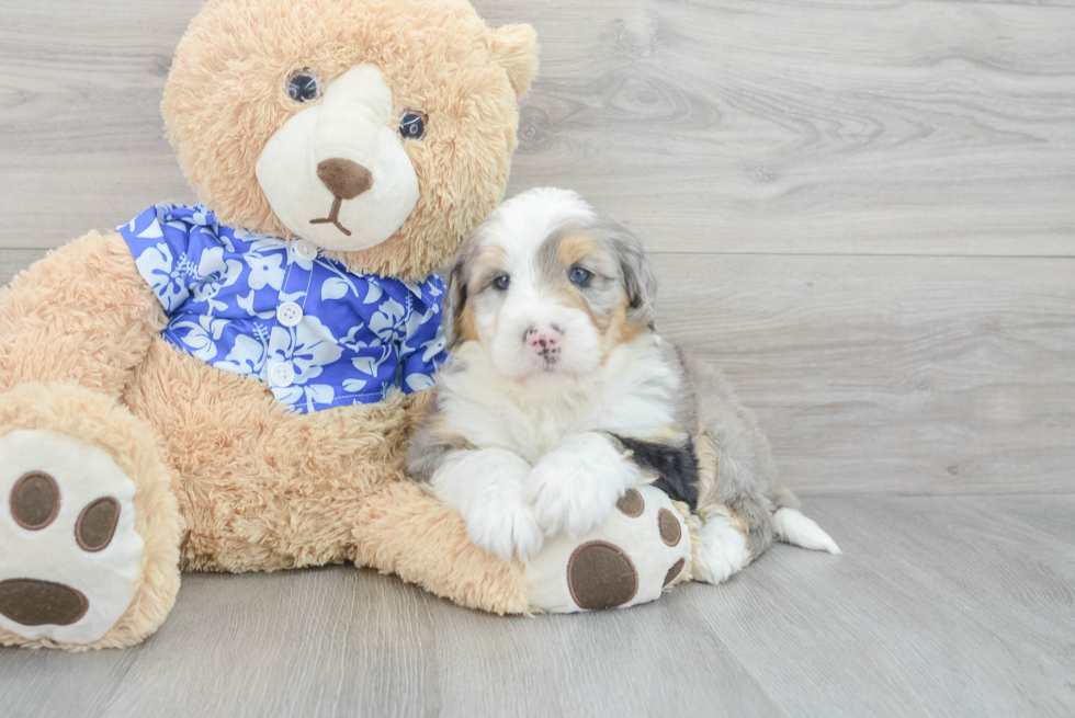 Adorable Bernadoodle Poodle Mix Puppy