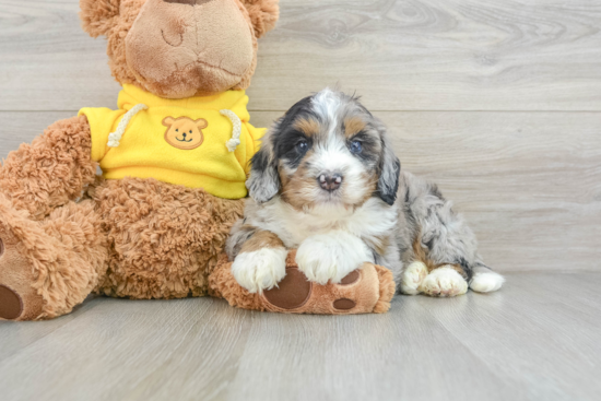 Energetic Mini Bernadoodle Poodle Mix Puppy