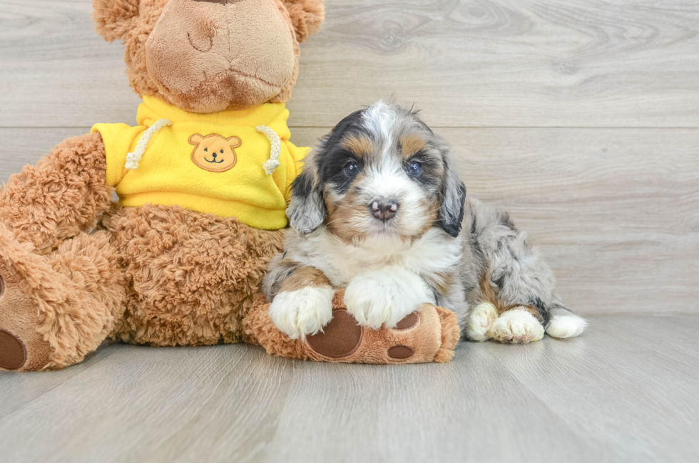 5 week old Mini Bernedoodle Puppy For Sale - Premier Pups