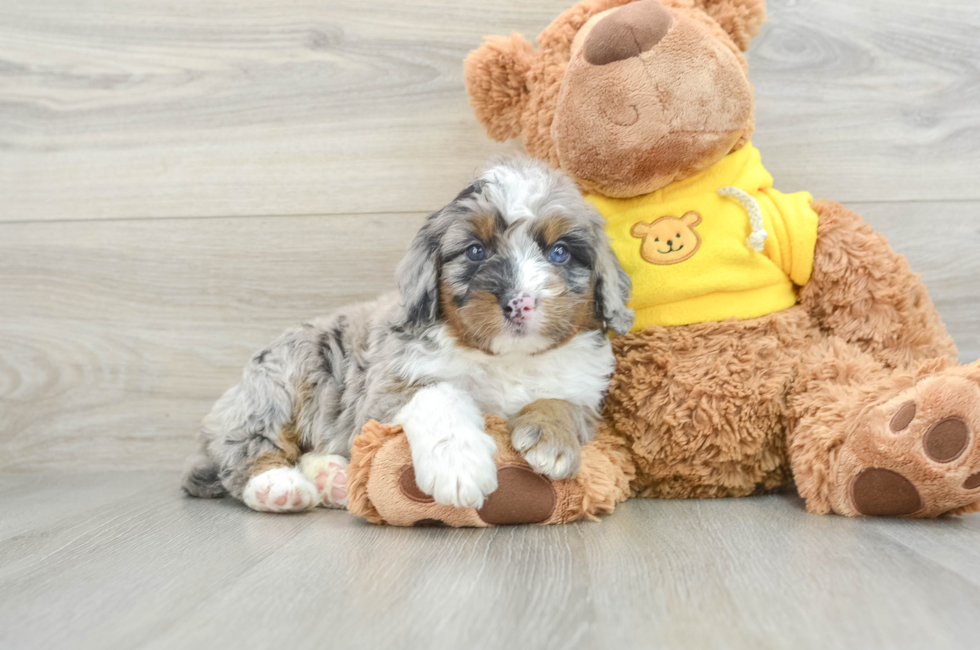 5 week old Mini Bernedoodle Puppy For Sale - Premier Pups