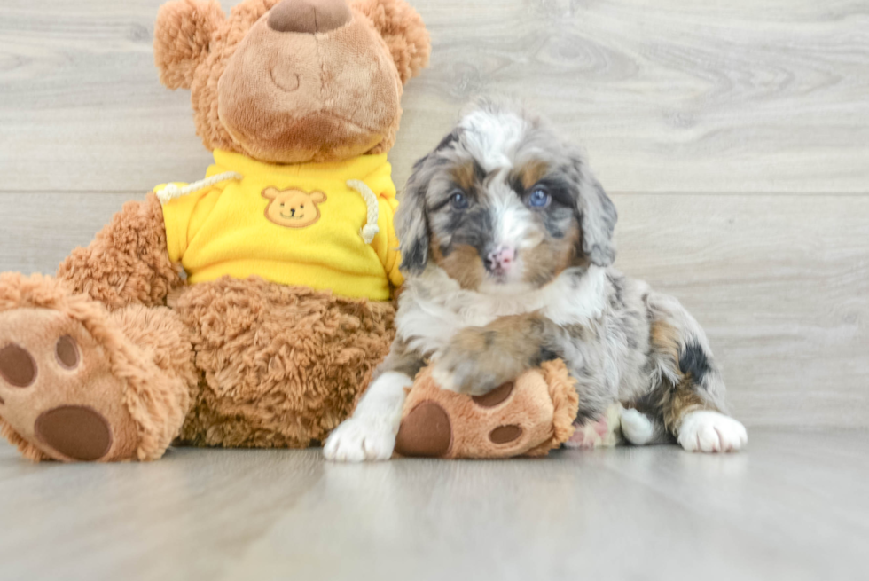 Popular Mini Bernedoodle Poodle Mix Pup