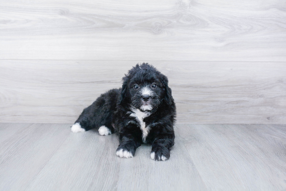 Mini Bernedoodle Puppy for Adoption