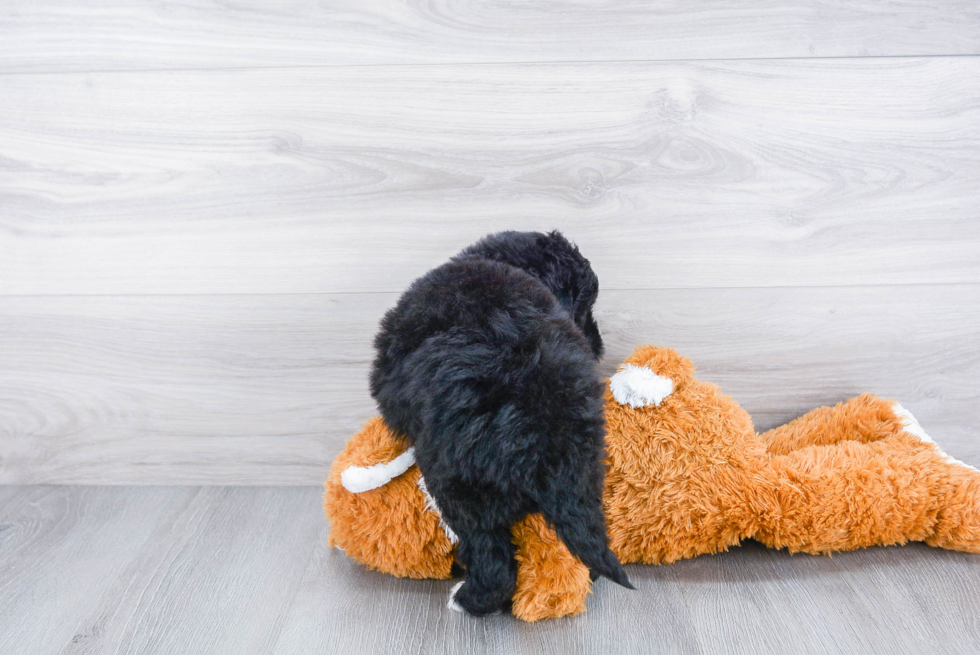 Mini Bernedoodle Puppy for Adoption