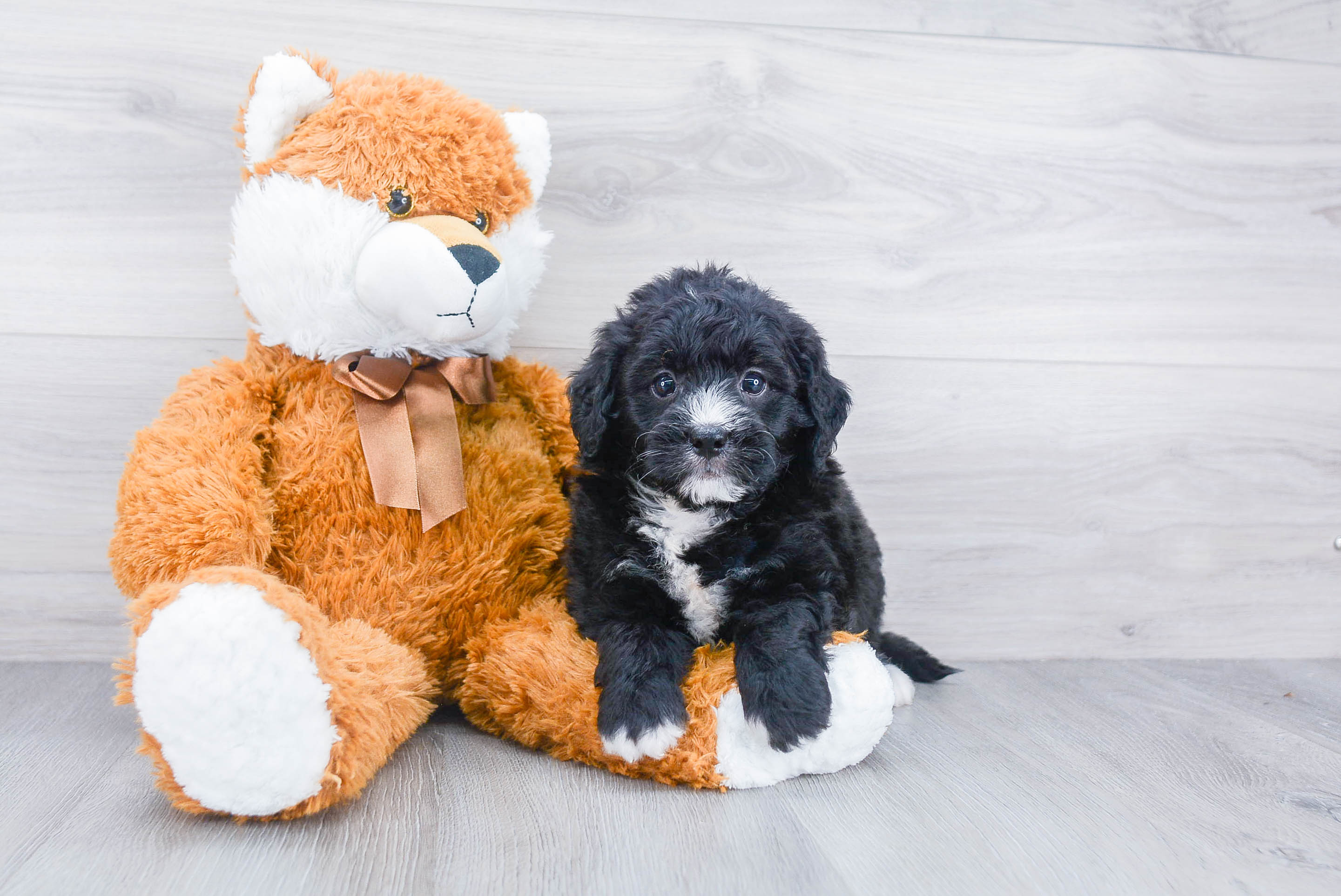 Fluffy Mini Bernedoodle Poodle Mix Pup