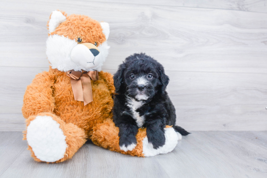 Fluffy Mini Bernedoodle Poodle Mix Pup