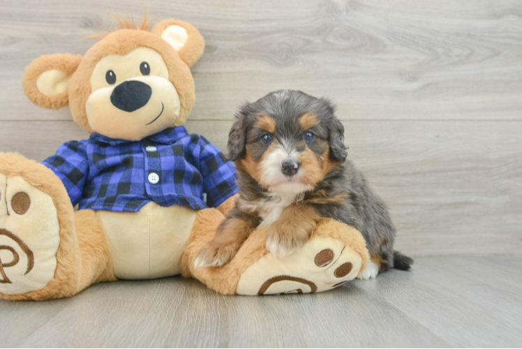 Best Mini Bernedoodle Baby