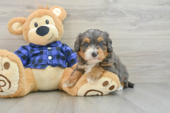 Best Mini Bernedoodle Baby