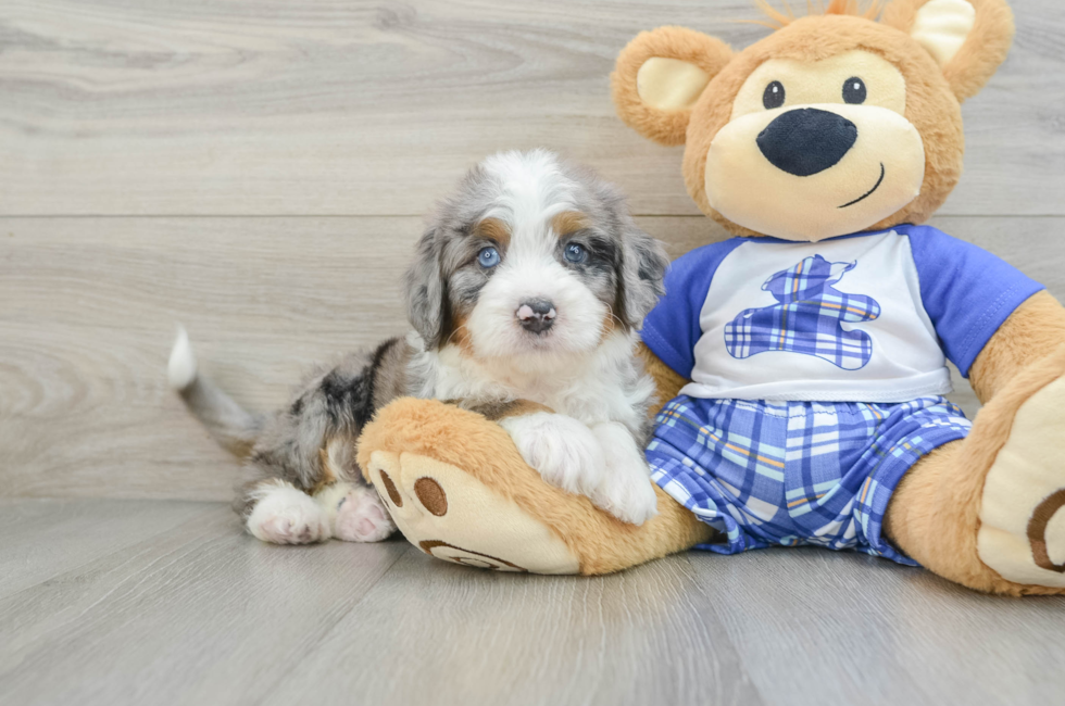 6 week old Mini Bernedoodle Puppy For Sale - Premier Pups