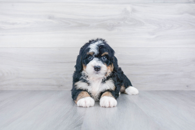 Smart Mini Bernedoodle Poodle Mix Pup