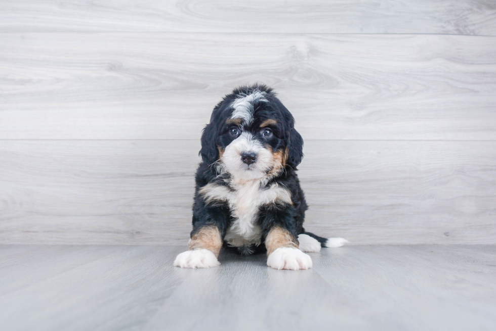 Best Mini Bernedoodle Baby