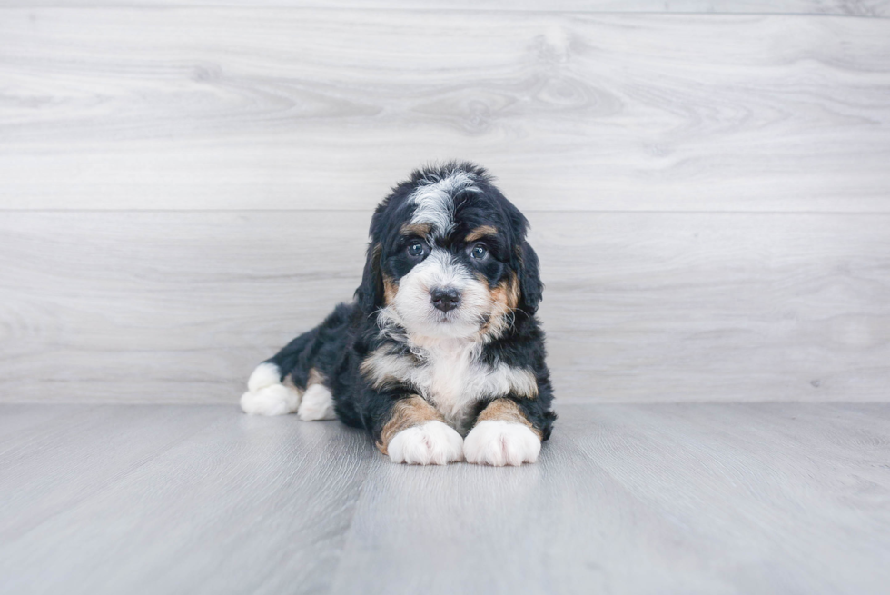 Happy Mini Bernedoodle Baby