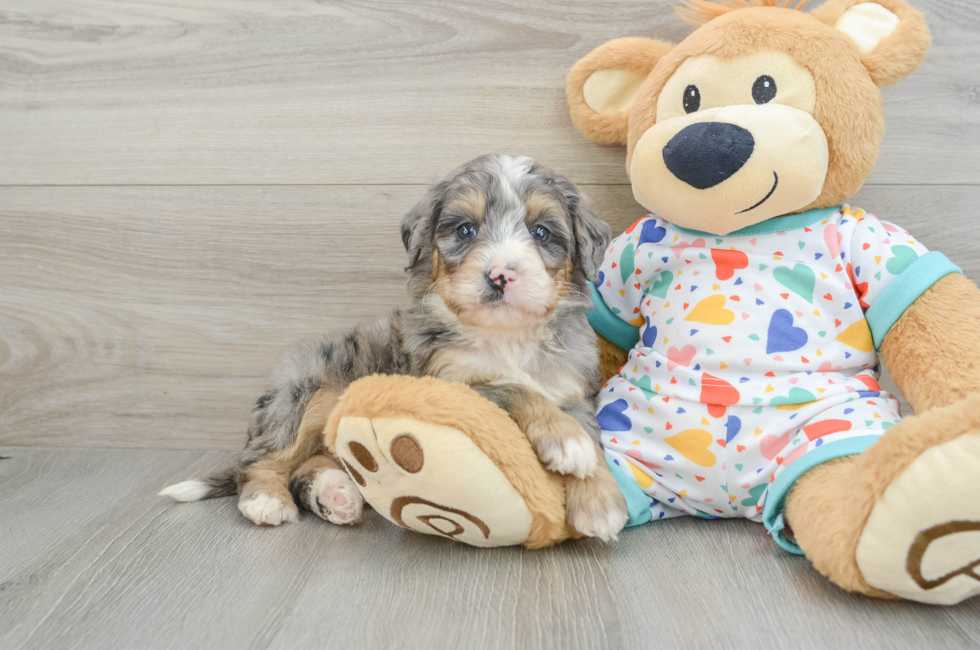 6 week old Mini Bernedoodle Puppy For Sale - Premier Pups