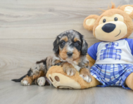 6 week old Mini Bernedoodle Puppy For Sale - Premier Pups