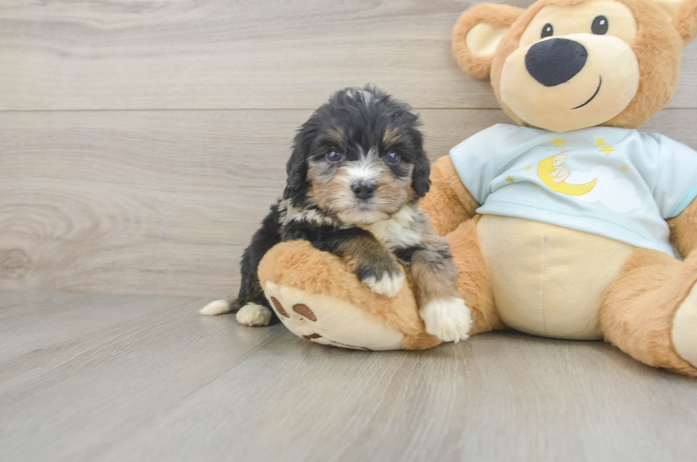 5 week old Mini Bernedoodle Puppy For Sale - Premier Pups