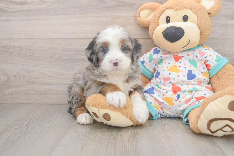 Small Mini Bernedoodle Baby