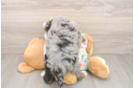 Friendly Mini Bernedoodle Baby