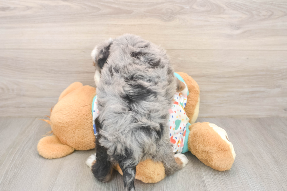 Friendly Mini Bernedoodle Baby