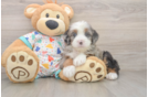 Mini Bernedoodle Pup Being Cute