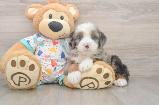 Mini Bernedoodle Pup Being Cute