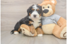 Best Mini Bernedoodle Baby