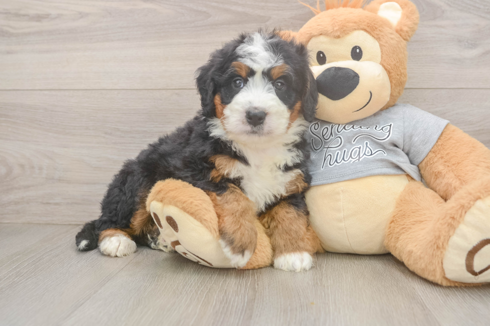 Best Mini Bernedoodle Baby