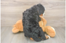 Friendly Mini Bernedoodle Baby
