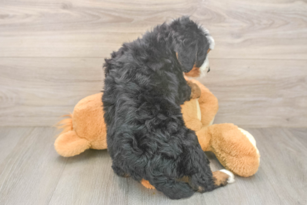 Friendly Mini Bernedoodle Baby